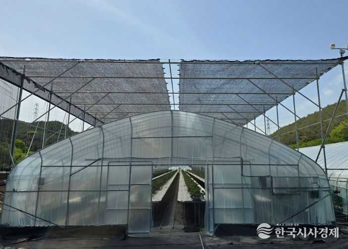 딸기 육묘 온실