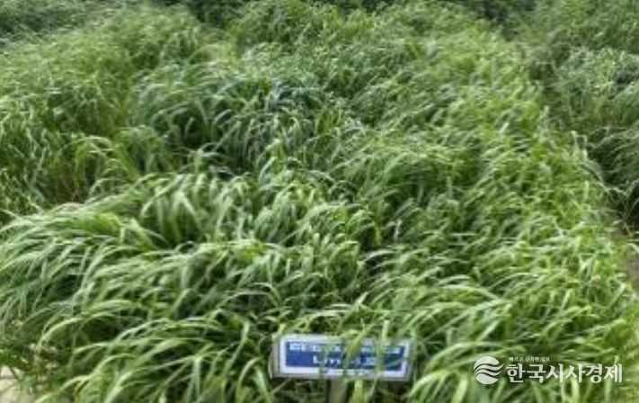 국내 개발 품종(스파이더)