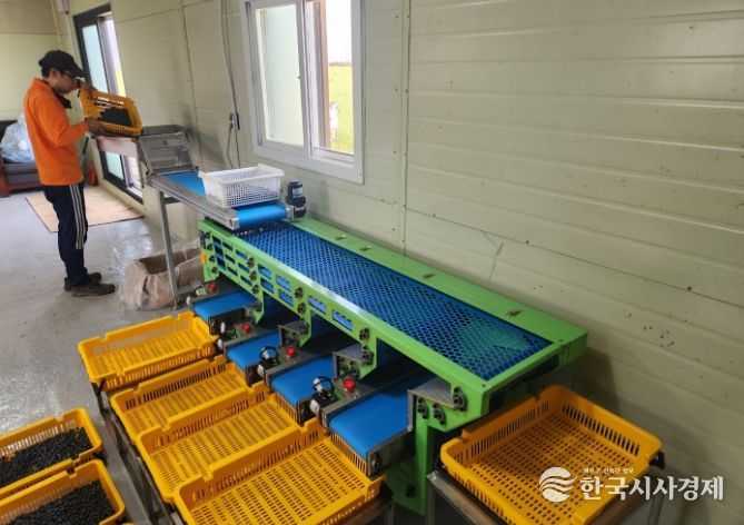 블루베리 컨베이어식 선별기