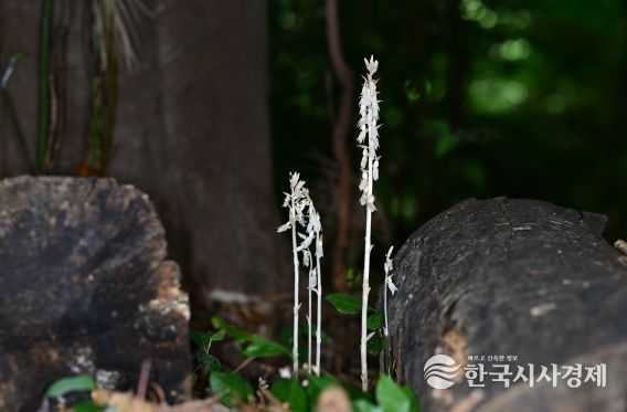 미기록 난초과 식물