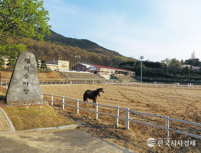대덕승마장, ‘2025년 실버 힐링승마 시범사업’ 운영