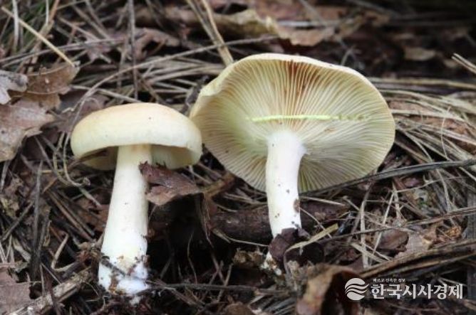 가을철 발생 빈도 높은 대표 독버섯 '노란젖버섯(Lactarius chrysorrheus Fr.)'