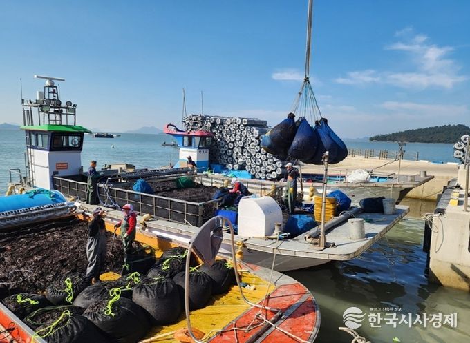입찰 결과에 따른 물김 상차작업