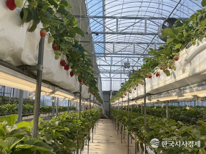 구미시, LED 보광으로 딸기 다단재배 생산성 향상