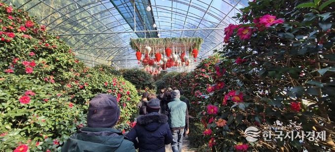 섬 겨울꽃 축제