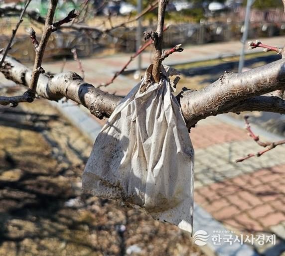 월동가지에 매달린 빈봉지사진