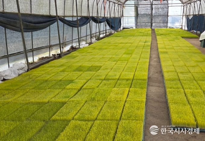 정읍시, 벼 육묘용 상토·육묘 지원에 20억 투입