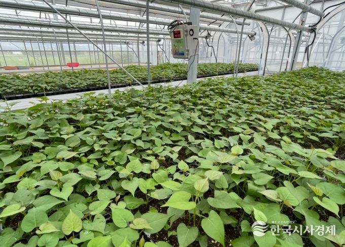 완주군, 고구마 조직배양 무병묘 분양 접수