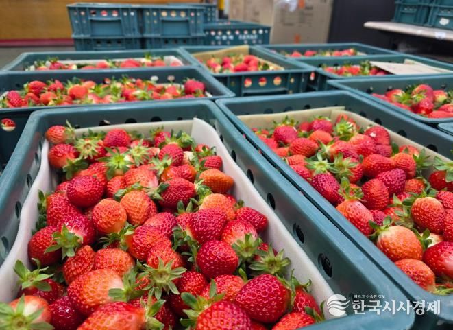 남원 설향딸기 올해 홍콩으로 첫 수출 !