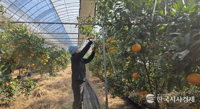 정읍산 만감류 ‘레드향·홍혜향’ 본격 출하…