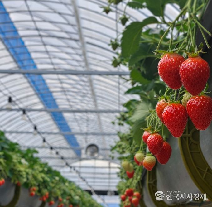 1. 익어가고 있는 천안 딸기 모습.