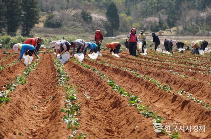 해남군“고품질 고구마 생산의 첫 걸음”육묘관리 철저히 하세요