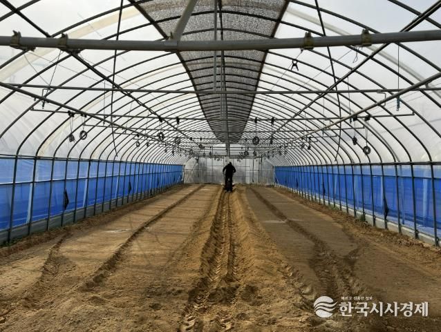 음성군, 고품질·고소득 수박농사의 시작