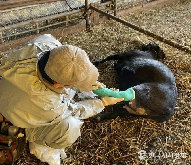 관내 대동물 전문 수의사가 염소를 치료하는 모습
