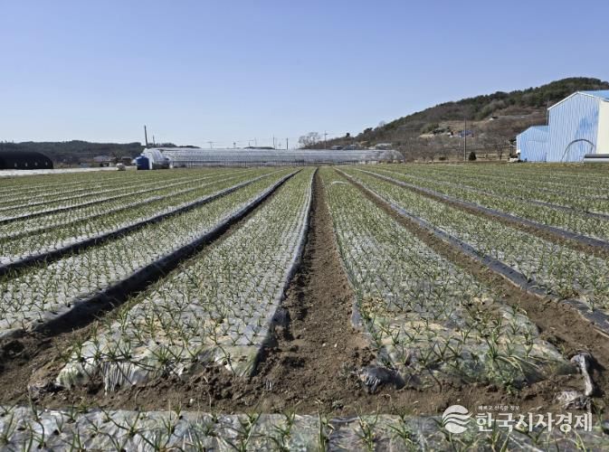마늘밭 사진