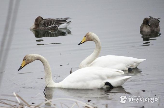 의왕 왕송호수에서 포착된 천연기념물 '큰고니'…의왕도시공사, 생태환경 보전 가치 재확인