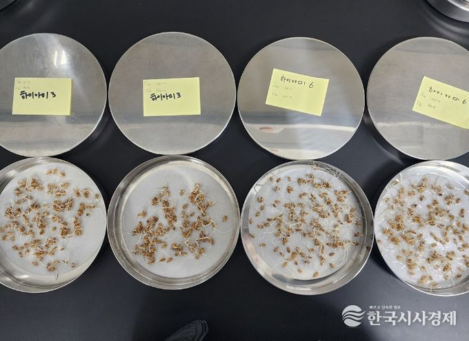 지난해 ‘깨씨무늬병’ 발생 잦아 자가채종 종자 활력 저하 우려