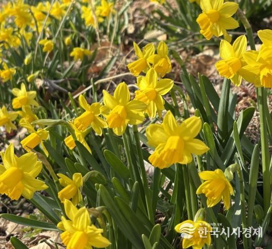‘월아산 숲속의 진주’, 봄꽃 나들이 명소 ‘활짝’