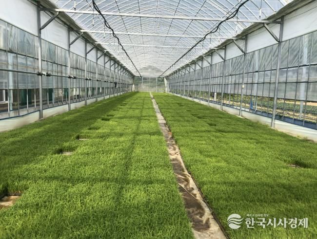 벼 육묘 사진