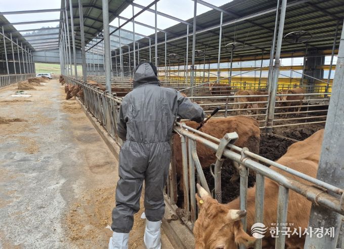 고흥군, 상반기 구제역 백신 일제접종 완료