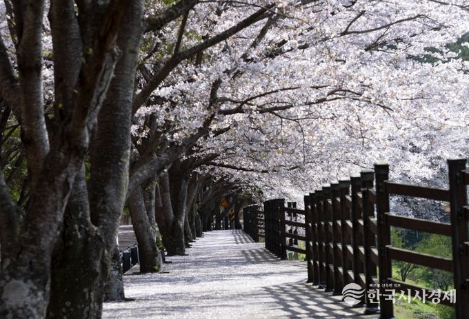 고흥군, 여행가는 달 ‘우주철도 999’ 특별운영.
