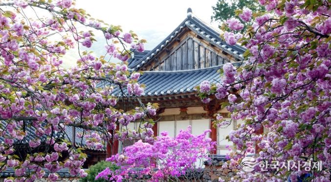 천년의 봄이 이어지는 선암사, 지금이 절정