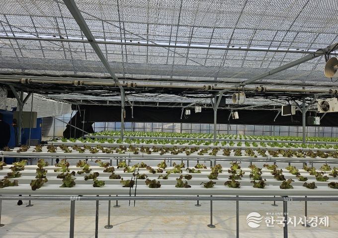 기존하우스 활용 엽채류재배시험 본격추진