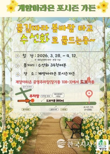 계양아라온, 수선화 개화 시작... 봄꽃 물결 본격화(포시즌가든)