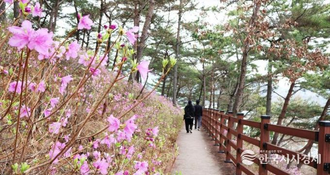 몽골독수리 떠난 길따라 꽃이 피고… 고성군, 봄 관광 시동