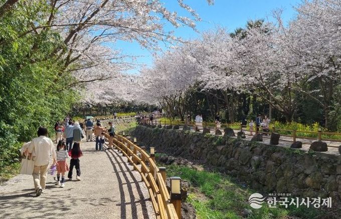 2025년 세 번째 서홍동 웃물교 벚꽃구경