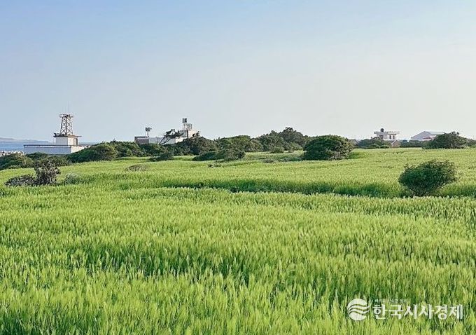 가파도 청보리 축제