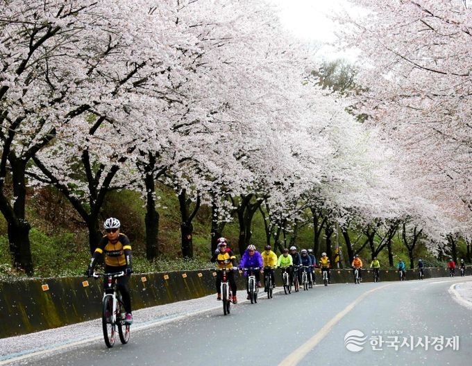 숙박세일 페스타- 구례300리 벚꽃축제