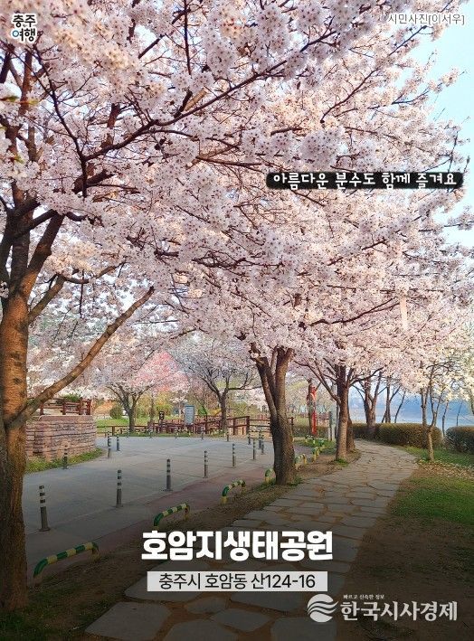 ‘충주 벚꽃 명소’ 홍보물