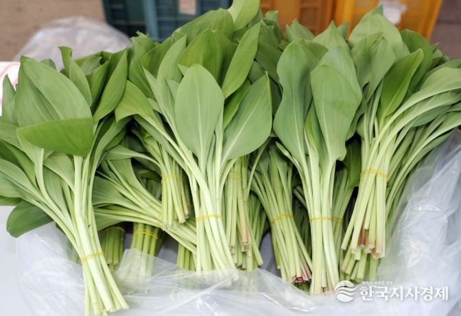 봄 기운 가득, 홍천 산채 본격 출하