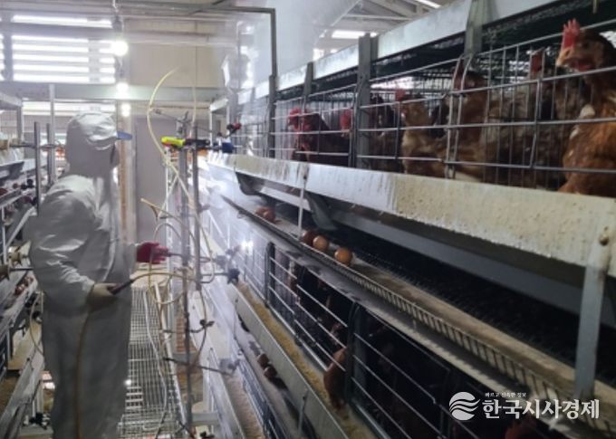 닭 진드기 방제