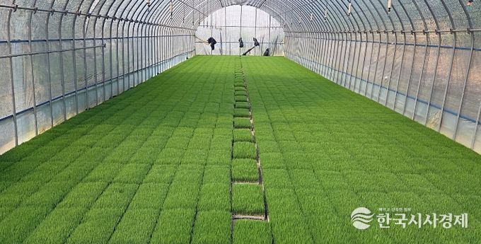 정읍시, 벼 안전육묘를 위한 발아율 사전 확인 당부