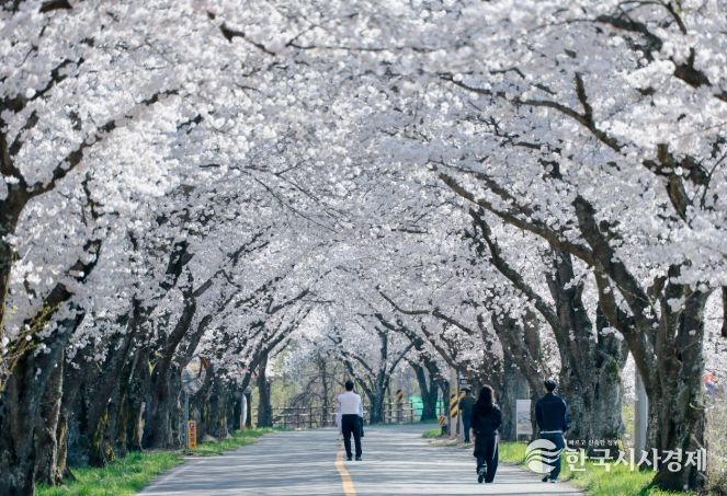 경주 암곡동 일원 도로 구간이 ‘암곡 벚꽃 터널’로 불리며 늦은 개화로 절정을 이루고 있다.