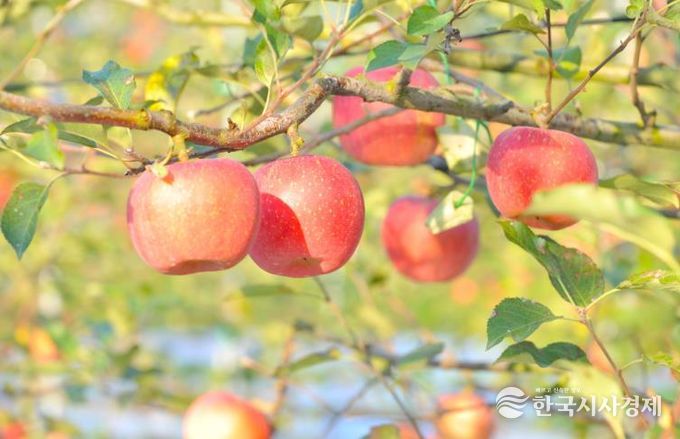 순창군, 과수 화상병 원천 차단 나선다
