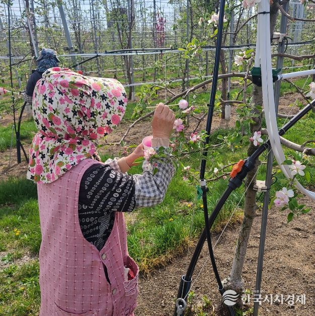 안동시, 사과 저온 피해 극복 위해 ‘인공수분’ 당부